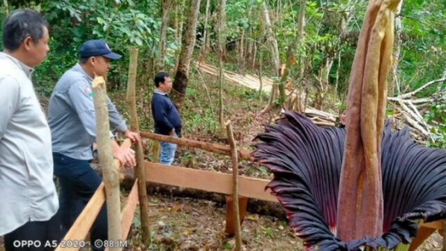Bunga bangkai atau dalam bahasa latin disebut Amorphophallus titanium yang ditemukan di Sijunjung, Sumbar, akhirnya mekar sempurna.
