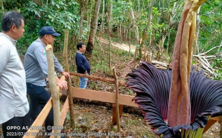 Bunga bangkai atau dalam bahasa latin disebut Amorphophallus titanium yang ditemukan di Sijunjung, Sumbar, akhirnya mekar sempurna.