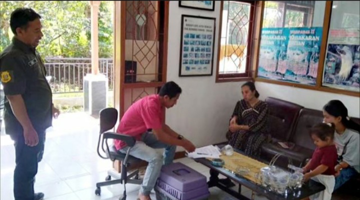 - Tim WRU SKW II Batusangkar menerima penyerahan dua ekor anak kucing kuwuk/hutan dari warga pada Selasa (11/7/2023) sekitar pukul 11.00 WIB.