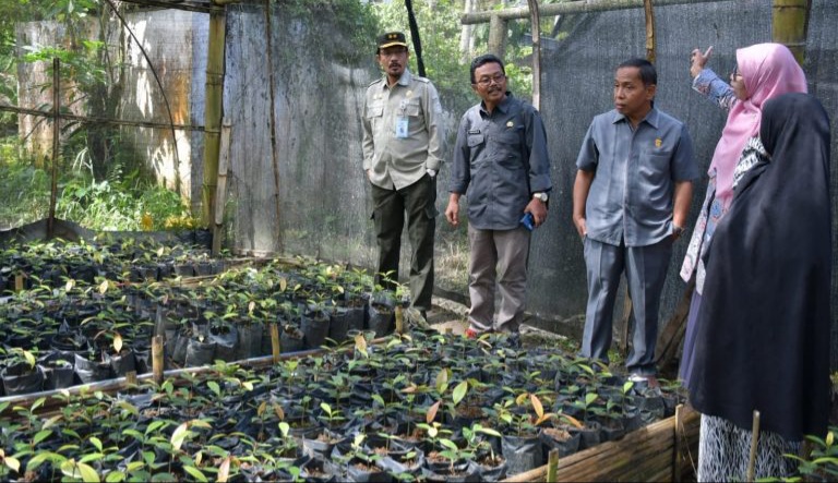 Direktur Buflo Kementerian Pertanian, Liferdi Lukman mengatakan bahwa di Nagari Kamang Hilia, memiliki komoditi manggis ratu kamang.