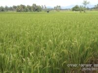 Pemanfaatan Citra Satelit dalam Mendukung Ketahanan Pangan