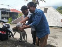 Tak Hanya Anjing dan Kucing, Pemko Padang Panjang Juga Vaksinasi Monyet