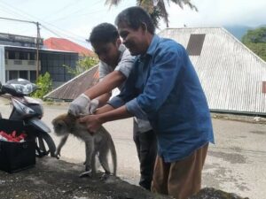 1.452 Hewan Penular Rabies Divaksinasi di Padang Panjang