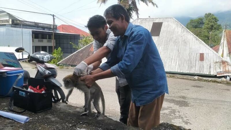 Tak Hanya Anjing dan Kucing, Pemko Padang Panjang Juga Vaksinasi Monyet