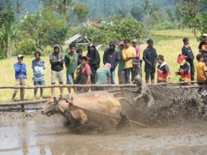 Resmi Ditutup, Bupati Tanah Datar: Alek Pacu Jawi Berkontribusi Terhadap Ekonomi Masyarakat