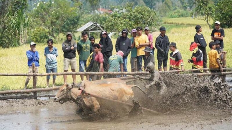 Resmi Ditutup, Bupati Tanah Datar: Alek Pacu Jawi Berkontribusi Terhadap Ekonomi Masyarakat