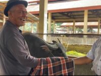 Tradisi Marosok di Pasar Ternak Regional Palangki