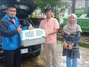 Tim WRU SKW II Batusangkar BKSDA Sumbar melakukan rescue satwa trenggiling. Satwa dilindungi ini diserahkan oleh masyarakat kepada Lembaga