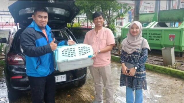 Tim WRU SKW II Batusangkar BKSDA Sumbar melakukan rescue satwa trenggiling. Satwa dilindungi ini diserahkan oleh masyarakat kepada Lembaga