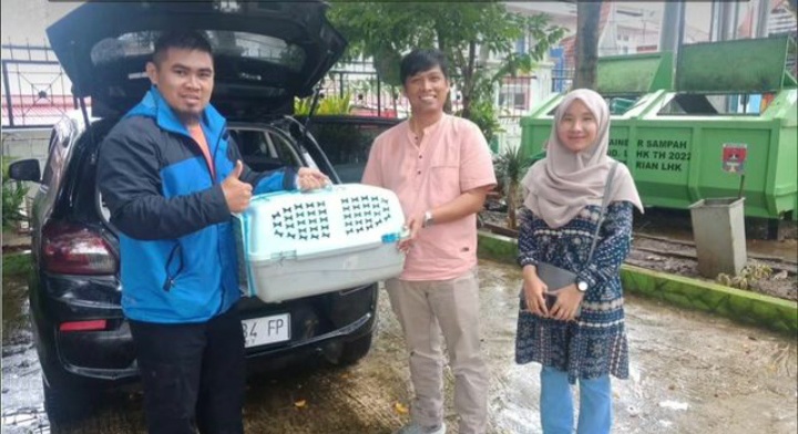 Tim WRU SKW II Batusangkar BKSDA Sumbar melakukan rescue satwa trenggiling. Satwa dilindungi ini diserahkan oleh masyarakat kepada Lembaga