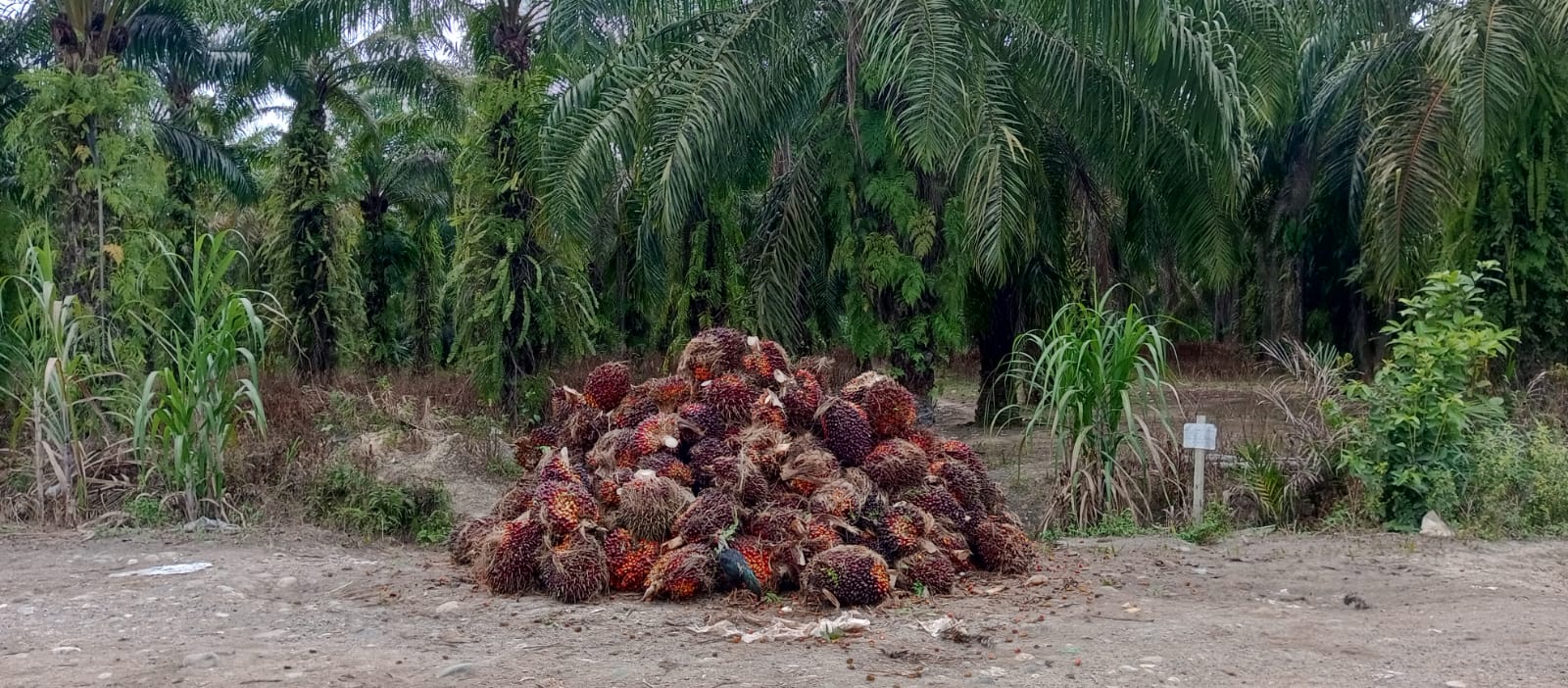 Bupati Pasbar Peringatkan PKS Nakal: Mainkan Harga Sawit, Siap-siap Ditindak Tegas