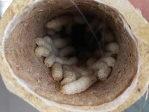 Kantor Karantina Pertanian Padang melakukan pemeriksaan ketat terhadap 102 kilogram ulat bambu yang akan dikirimkan ke Jakarta Pusat.