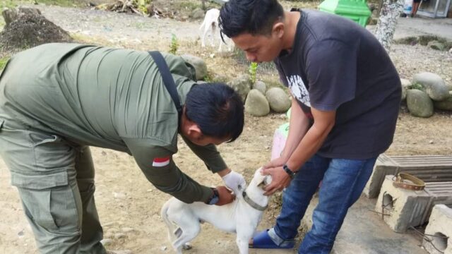 Kepala Dinas Pertanian Kota Padang, Yoice Yuliani mengatakan bahwa sepanjang 2025 ini, ada sebanyak enam warga digigit anjing