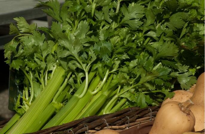 Seledri (Apium graveolens L.) adalah sayuran daun dan tumbuhan obat yang biasa digunakan sebagai bumbu masakan. Tak hanya sebagai bumbu