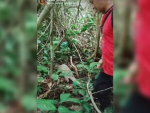 Seekor satwa trenggiling ditemukan di halaman Pondok Pesantren Haji Miskin di Pandai Sikek, Kabupatan Tanah Datar pada Jumat (15/9/2023)