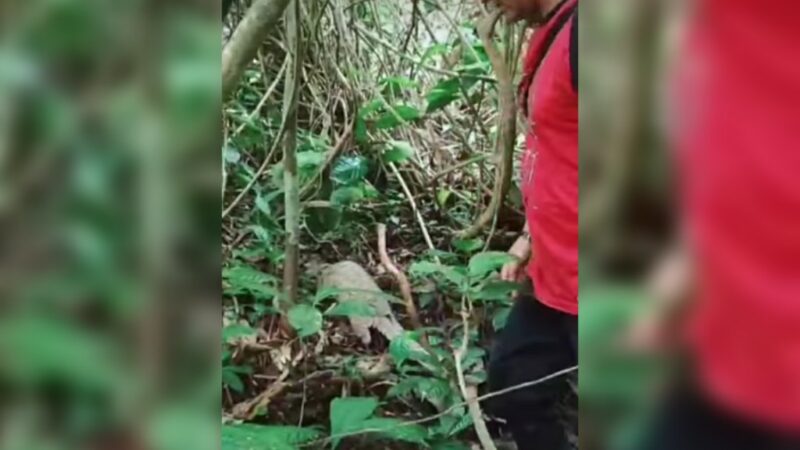 Seekor satwa trenggiling ditemukan di halaman Pondok Pesantren Haji Miskin di Pandai Sikek, Kabupatan Tanah Datar pada Jumat (15/9/2023)