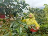 Aqua Solok Luncurkan Program Rumah Produksi Kopi, Nilai Jual Naik 3 Kali Lipat