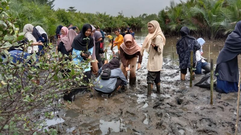 MLH Muhammadiyah Sumbar Ajak Penanaman Mangrove untuk Meningkatkan Ekosistem Pesisir