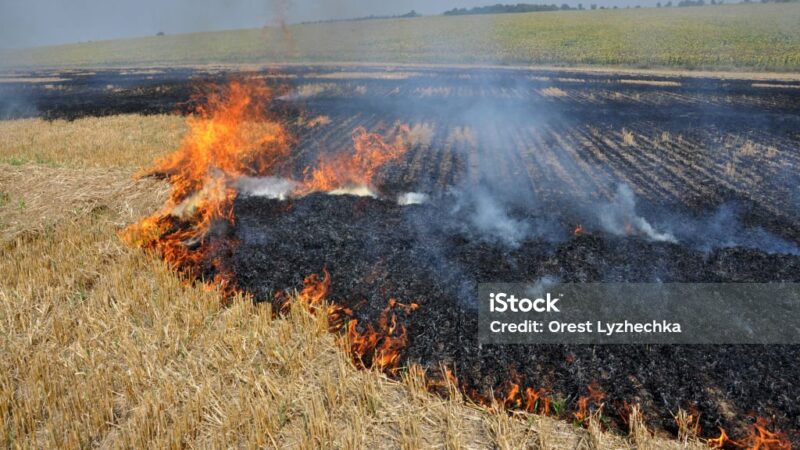 Hentikan Praktik Pembakaran Jemari Padi