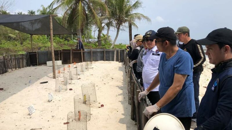 Pulau Pandan, Rumah Bagi Penyu Hijau di Padang