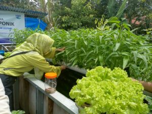 AQUA Solok Bantu Petani Kembangkan Pertanian Terintegrasi, Hasil dan Harga Meningkat