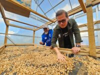 Hasilkan Kopi Arabica Berkualitas Tinggi, Kelompok Binaan Aqua Solok Luncurkan Kopi Kayu Aro