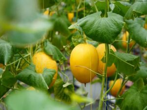 Pemko Padang Klaim Jumlah Petani Milenial Terus Bertambah, Kini Capai 800 Orang