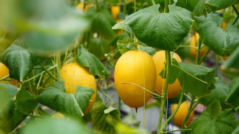 Pemko Padang Klaim Jumlah Petani Milenial Terus Bertambah, Kini Capai 800 Orang