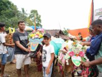 Bupati Tanah Datar Tutup Alek Pacu Jawi Nagari Padang Laweh