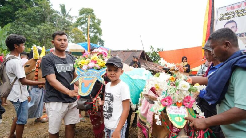 Bupati Tanah Datar Tutup Alek Pacu Jawi Nagari Padang Laweh