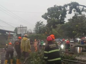 Satpol PP dan Unsur Kebencanaam Pemko Padang Evakuasi Sejumlah Pohon Tumbang