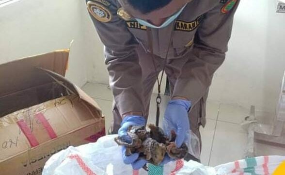 Karantina Sumbar Periksa 108 Kg Sarang Burung Walet