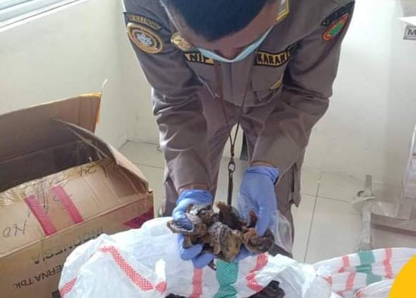 Karantina Sumbar Periksa 108 Kg Sarang Burung Walet