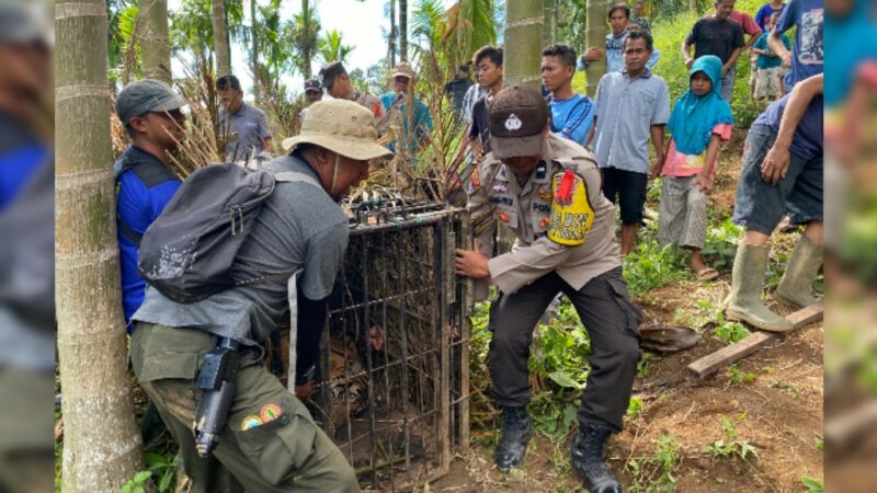 BKSDA Sumbar memerintah tim WRU melakukan verifikasi dan penanganan di Kecamatan Tigo Nagari, Kabupatan Pasaman usai instansi tersebut