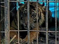 Harimau sumatra yang masuk kandang jebak di Kecamatan Tigo Nagari, Kabupaten Pasaman, diberi nama Puti Malabin. Dikutip dari akun Instagram,