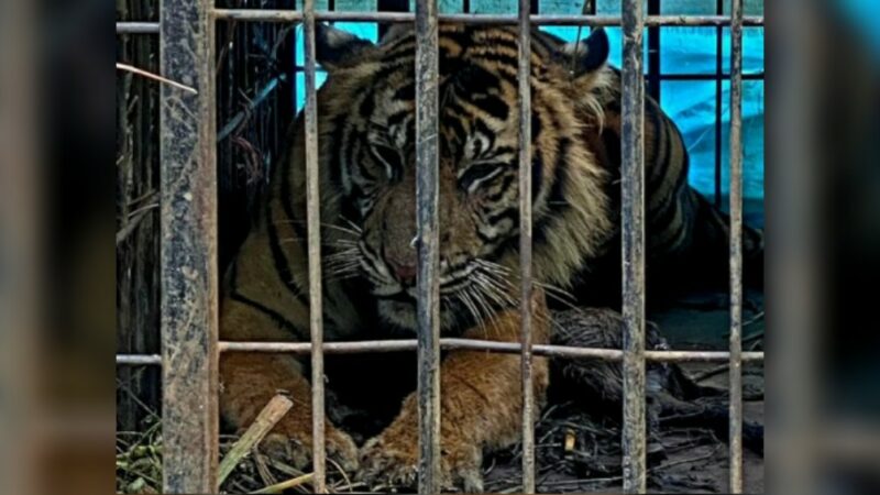 Harimau sumatra yang masuk kandang jebak di Kecamatan Tigo Nagari, Kabupaten Pasaman, diberi nama Puti Malabin. Dikutip dari akun Instagram,