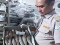 Sebanyak 2 ribu ekor ikan asal Sumbar dikirim ke Jakarta pada Kamis (15/2/2024) lalu. Balai Karantina Hewan, Ikan, dan Tumbuhan (BKHIT)