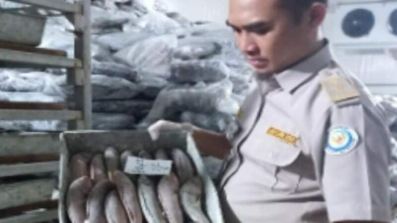 Sebanyak 2 ribu ekor ikan asal Sumbar dikirim ke Jakarta pada Kamis (15/2/2024) lalu. Balai Karantina Hewan, Ikan, dan Tumbuhan (BKHIT)