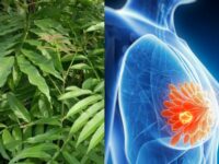 Daun Sungkai Punya Aktivitas Anti Kanker, Efektif untuk Pengobatan Alternatif