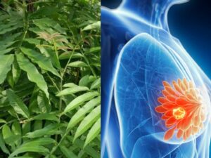 Daun Sungkai Punya Aktivitas Anti Kanker, Efektif untuk Pengobatan Alternatif