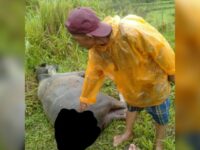 Seekor kerbau milik warga Jorong Tantaman, Nagari Tigo Koto Silungkang, Kecamatan Palembayan, Kabupaten Agam, mati diduga diterkam harimau.