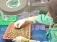 Sebanyak 2 kg kulit kayu manis asal Sumbar dikirim ke Amerika Serikat. Sebelum dikirim, kulit kayu manis diperiksa pejabat Karantina Sumbar.