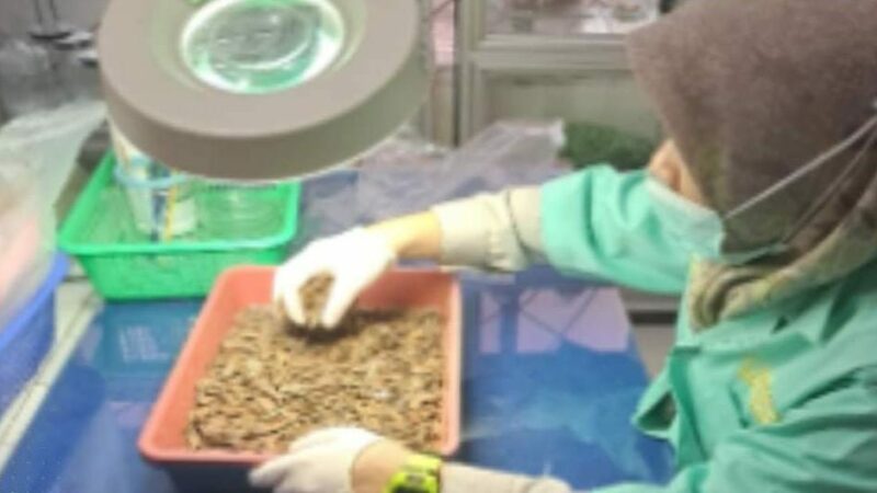 Sebanyak 2 kg kulit kayu manis asal Sumbar dikirim ke Amerika Serikat. Sebelum dikirim, kulit kayu manis diperiksa pejabat Karantina Sumbar.