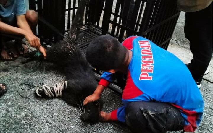 Seekor Binturung terjebak dalam perangkap babi yang dipasang oleh masyarakat di Kabupaten Tanah Datar, Sumatra Barat (Sumbar) pada Selasa .
