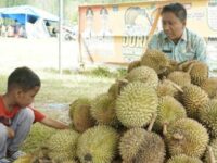 Pemkab Solsel menggelar Festival Durian Solok Selatan di Objek Wisata Pulau Mutiara, Nagari Lubuk Gadang Utara, Kecamatan Sangir. Kegiatan ini digelar sejak 16 hingga 19 April 2024.