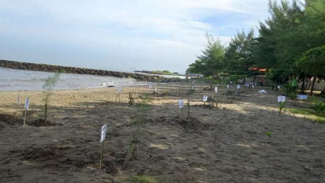 Ratusan bibit pohon ketapang dan cemara laut ditanam di kawasan Pantai Cimpago, Kota Padang, Jumat (26/4/2024). Penanaman itu dilakukan