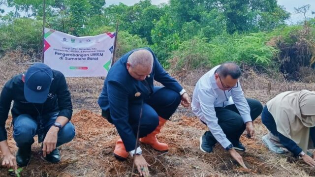 Bibit tanaman untuk bumbu randang ditanam di lahan seluas dua hektare di Sungai Bangek, Kecamatan Koto Tangah, Kota Padang, pada