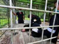 Seekor beruang Madu kembali terlihat memasuki area perumahan staf PT Mitra Kerinci di Nagari Lubuk Gadang Selatan, Kecamatan Sangir,