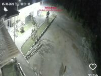 Harimau Sumatra Sambangi Halaman Masjid Alisma Alius Lubuk Selasih Solok