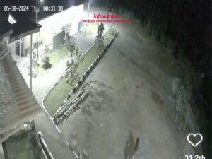 Harimau Sumatra Sambangi Halaman Masjid Alisma Alius Lubuk Selasih Solok